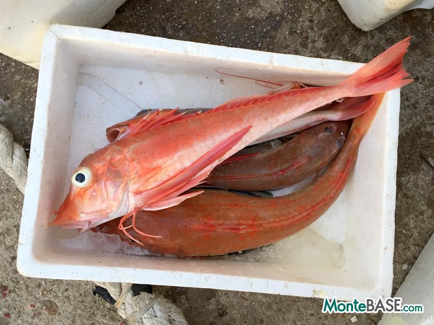 Montefish — премиум морепродукты